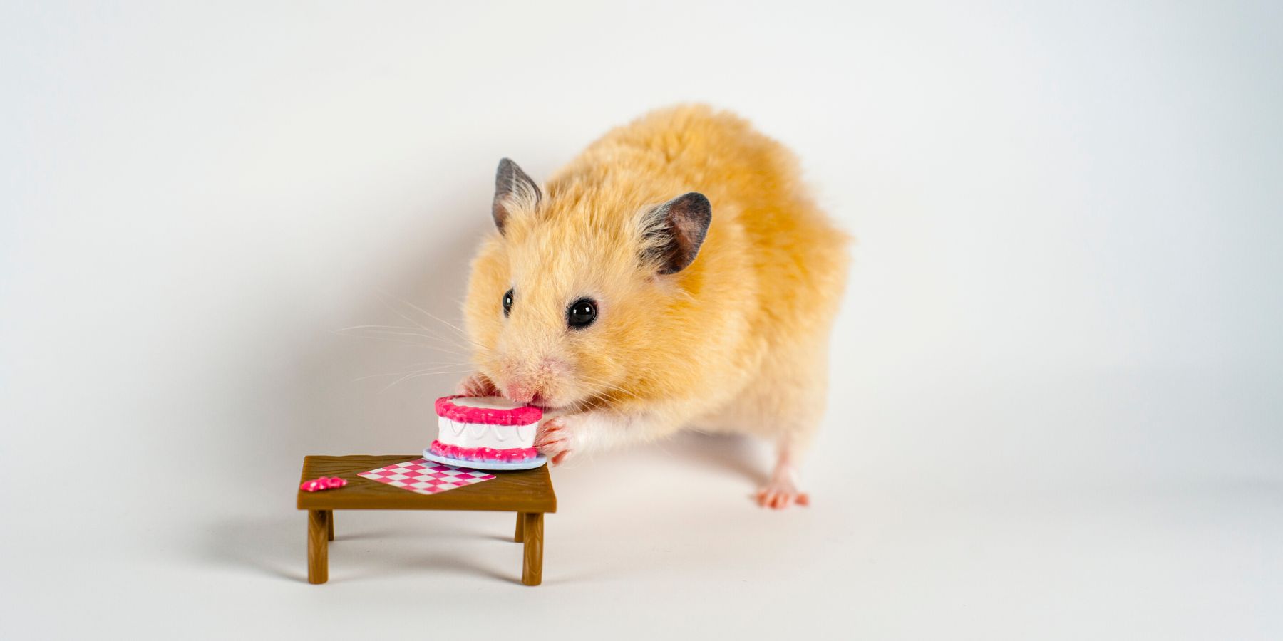 Hamster Grooming 101: Keeping Your Pet Clean